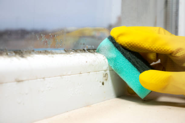 Why You Should Choose Our Mold Remediation Services in Pacheco, CA